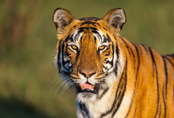 Portrait of a beautiful Bengal Tiger (Panthera tigris tigris) in the wild approaching through grass...