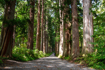 戸隠神社奥社参道の杉並木