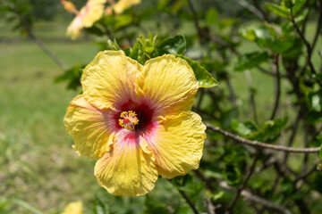 Yellow Hibiscus Flower in Full Bloom