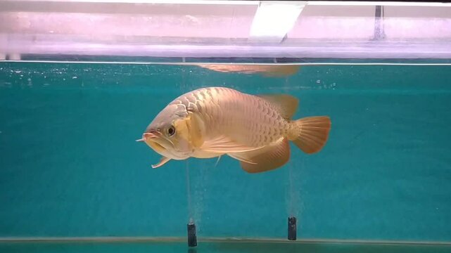 arowana fish in aquarium