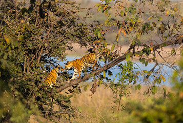 Two siblings  Bengal Tiger (Panthera tigris tigris) in the wild waiting for the return of their mother, in the Tadoba  National Park in India