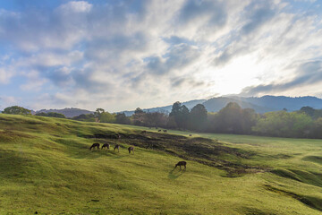 奈良　飛火野の日の出と鹿