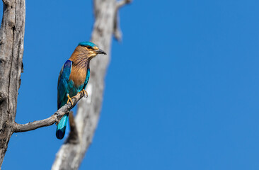 Stunning colourful Indian Roller (Coracias benghalensis) bird on a tree in  Tadoba National Park, India