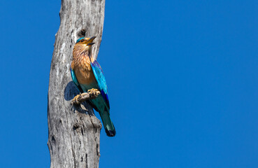 Stunning colourful Indian Roller (Coracias benghalensis) bird on a tree in  Tadoba National Park, India
