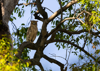 Buffy Fish-Owl (Ketupa ketupu) sitting on a branch in Tadoba National Park, India