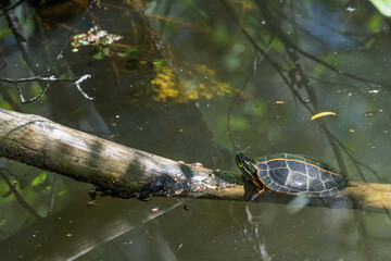 tortue peinte dans l'&eacute;tang, esp&egrave;ce exotique en France