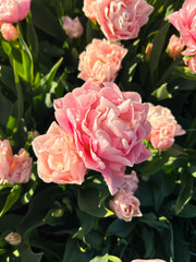 Pink Flowers in focus
