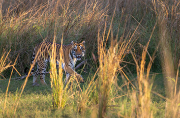 Beautiful Bengal Tiger (Panthera tigris tigris) in the wild approaching through grass lands in the...