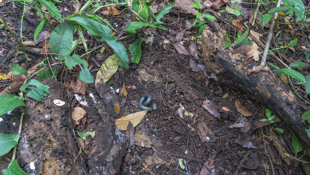 A millipede Julida  Pachyiulus on the ground in the jungle. The arthropods long black body is twisted spirally. There are fallen leaves and green plants on the ground nearby. Philippines.