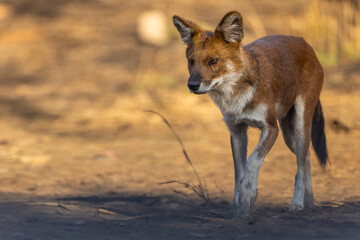 Cute face of dhole (Cuon alpinus) or Indian Wild Dog in Tadoba National Park, India