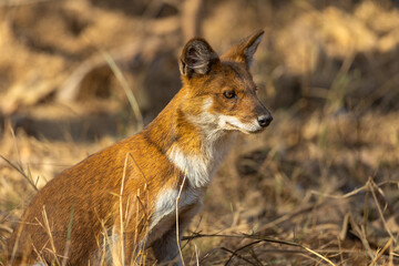 Face of dhole (Cuon alpinus) or Indian Wild Dog in Tadoba National Park, India