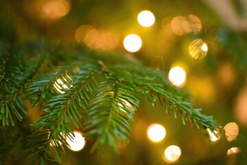 Coniferous branches and blurry shiny golden lights in Christmas and New Year atmosphere.