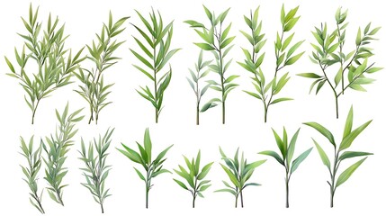 Obraz premium Bamboo leaves isolated on white background with clipping path. Close up.