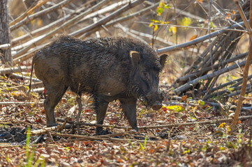 Indian boar (Sus scrofa cristatus), or Moupin pig in Tadoba National Park, India