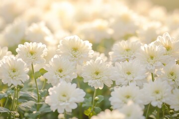 Obraz premium Delicate white chrysanthemum blossoms in sunlight. Soft focus, close-up view of many small, elegant white flowers. Sunlight casts a warm glow
