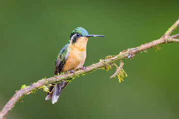 The purple-throated mountaingem, Lampornis calolaemus, tribe Lampornithini