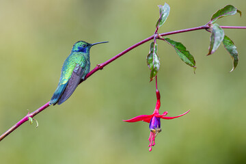 The lesser violetear, Colibri cyanotus, also known as the mountain violet-ear