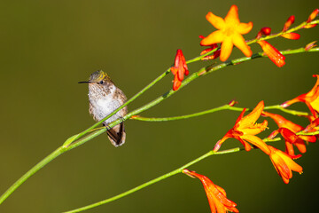 The volcano hummingbird, Selasphorus flammula is a member of bee hummingbirds