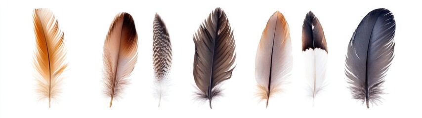 Assorted Bird Feathers (1)