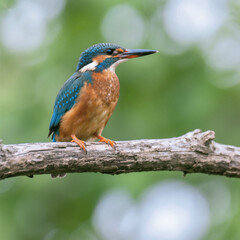 Fototapeta premium kingfisher on branch
