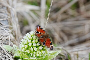 フキノトウの蜜を吸うクジャクチョウ