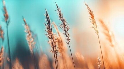 Fototapeta premium Pastel toned field of wild grass moving rhythmically, soft zoomin