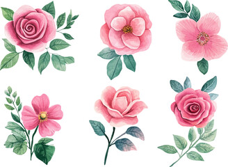 Botanical Watercolor Pink Rose