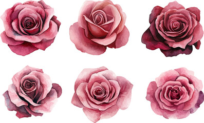 Obraz premium Hand-Painted Pink Rose