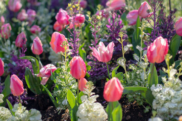 Pink tulips and ornamental cabbage flowerbed.