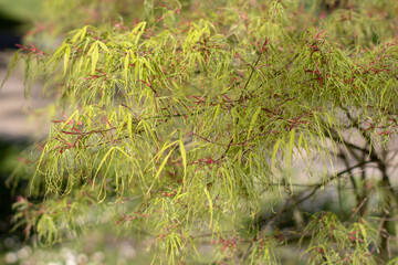 Japanese maple, palmate maple, smooth Japanese maple or acer palmatum dissectum branches with young green leaves.