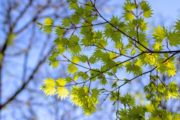 Acer shirasawanum, Shirasawa maple or fullmoon maple bright green foliage in the spring.