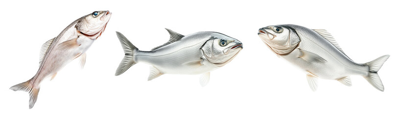 Fototapeta premium Set of Haddock fish isolated on white transparent background, concept of marine life.