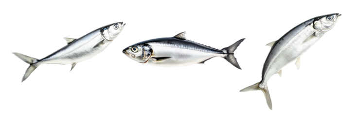 Set of sardine fish with detailed scales and fins isolated on white transparent background, symbolizing canned seafood
