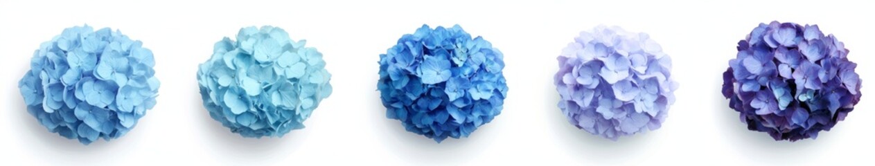Hydrangea Blossoms in Various Shades of Blue