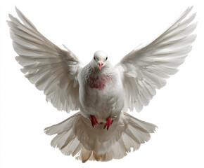A pure white dove mid-flight with wings fully spread