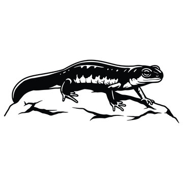 black newt on rock clip art preview