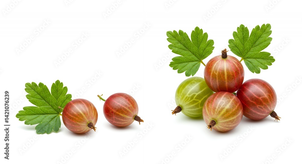 Poster gooseberry ribes uvacrispa derivative product mockup highlighting fruit and leaf structure on white 