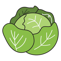 Cabbage, hand drawn doodle illustration, vector