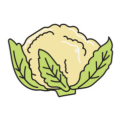 Cauliflower, hand drawn doodle illustration, vector