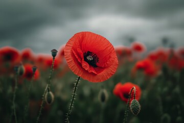 Obraz premium Vibrant red poppy in a field of poppies under a somber sky