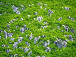 自然のテクスチャ、緑豊かな草原に露出する秋吉台の石灰岩群