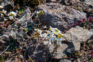 Akureyri Iceland, white flowers of arabidopsis lyrata also known as  lyrate rockcress growing in rock garden