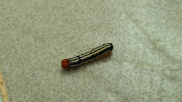 Striking caterpillar with bold black and white stripes and a vibrant orange head on a tiled surface