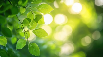 Lush green leaves bathed in sunlight.