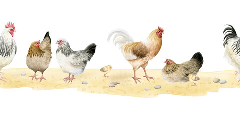 Roosters and chickens hens with baby chicks watercolor seamless border isolated on white. Poultry yard birds for farm animals horizontal banner designs. Realistic fowls on sand ground clipart