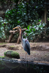 The purple heron (Ardea purpurea) with blue and orange hues on its head and neck, standing amidst green foliage in a natural setting. Its long neck and beak showcase elegance and uniqueness.