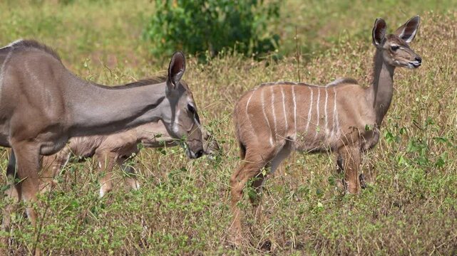 Chobe National Park, Botswana - April 11, 2025: Herd or flock of kudus in Chobe National Park