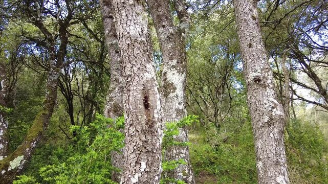 Panning upwards revealing majestic old oak trees