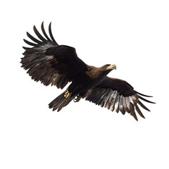 Majestic Golden Eagle in Flight: A Stunning Wildlife Image on white background