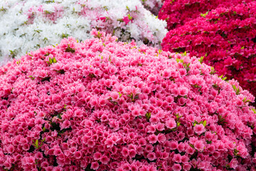 Floral background of blooming colourful Azalea flowers outdoor at daytime in a Japanese garden at the Nezu Shrine during spring in Tokyo city in Japan with space for text.
